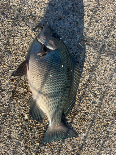 グレの釣果