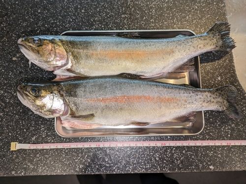 ニジマスの釣果