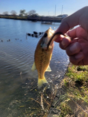 ラージマウスバスの釣果