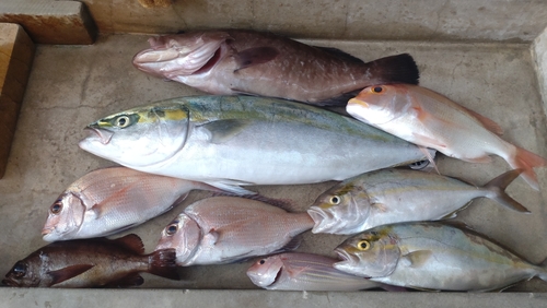 マハタの釣果