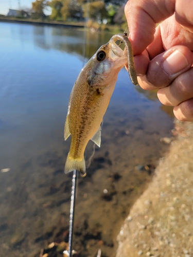 ラージマウスバスの釣果