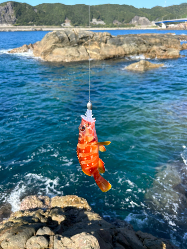 アカハタの釣果