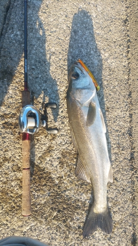 シーバスの釣果