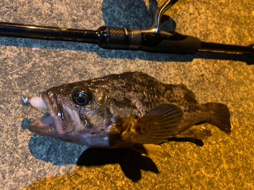 クロソイの釣果