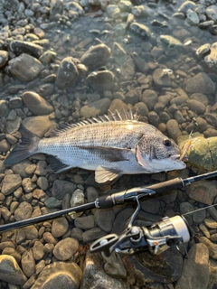 クロダイの釣果