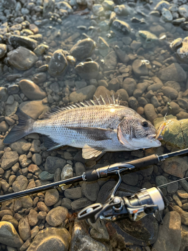 クロダイの釣果