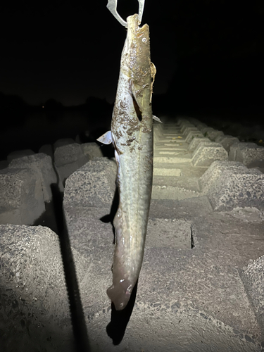 ニホンナマズの釣果