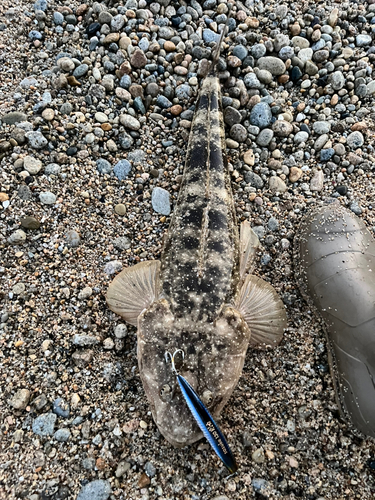 マゴチの釣果