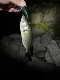 ラージマウスバスの釣果