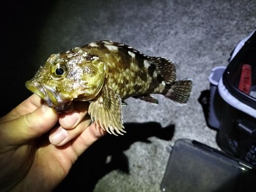 カサゴの釣果