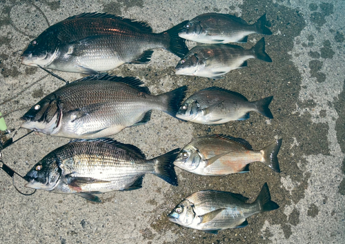 クロダイの釣果