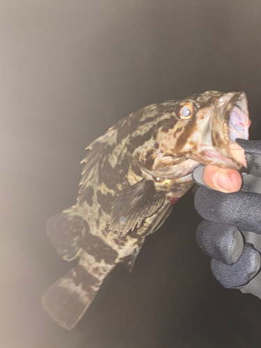 タケノコメバルの釣果