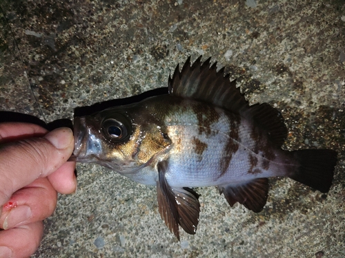 メバルの釣果