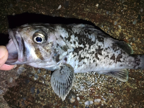 クロソイの釣果