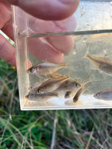 タイリクバラタナゴの釣果