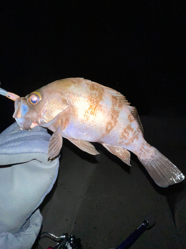 シロメバルの釣果