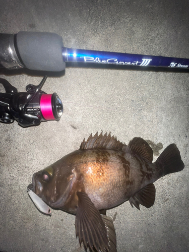 シロメバルの釣果