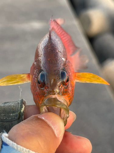 メギスの釣果