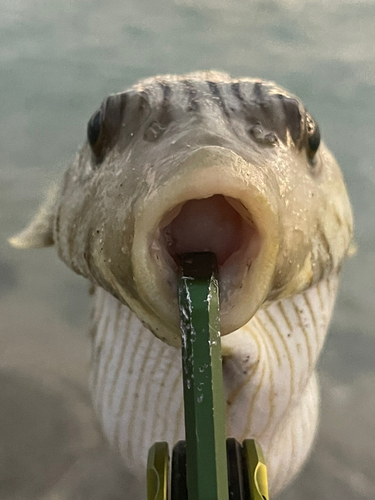 スジモヨウフグの釣果