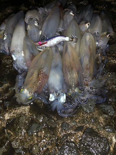 マメイカの釣果