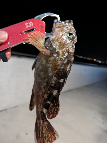 カサゴの釣果