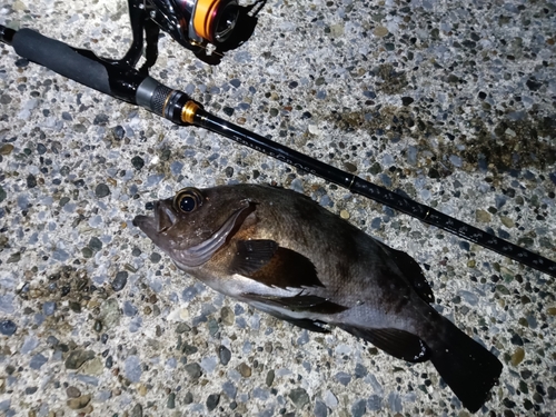 メバルの釣果