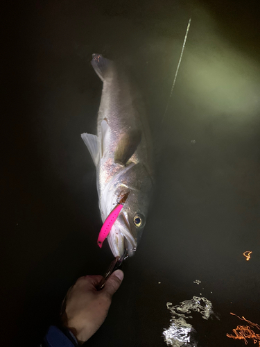 スズキの釣果