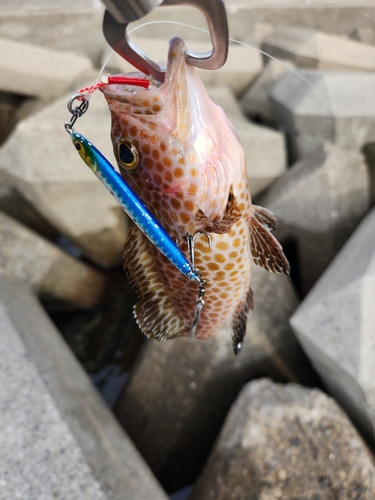 オオモンハタの釣果