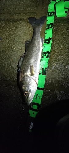 フッコ（マルスズキ）の釣果