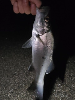 セイゴ（ヒラスズキ）の釣果