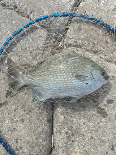 イスズミの釣果