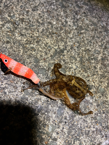 タコの釣果