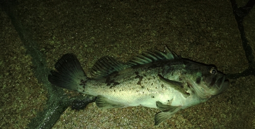 クロソイの釣果