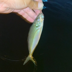 マアジの釣果