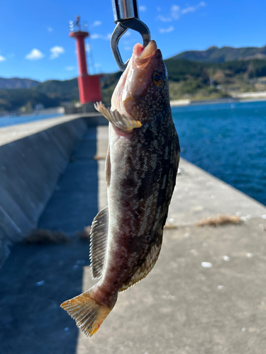 アイナメの釣果