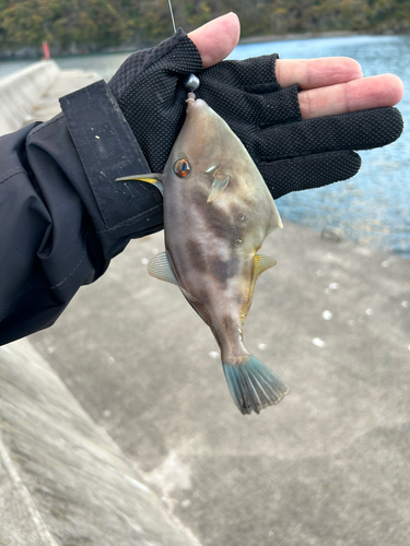 カワハギの釣果