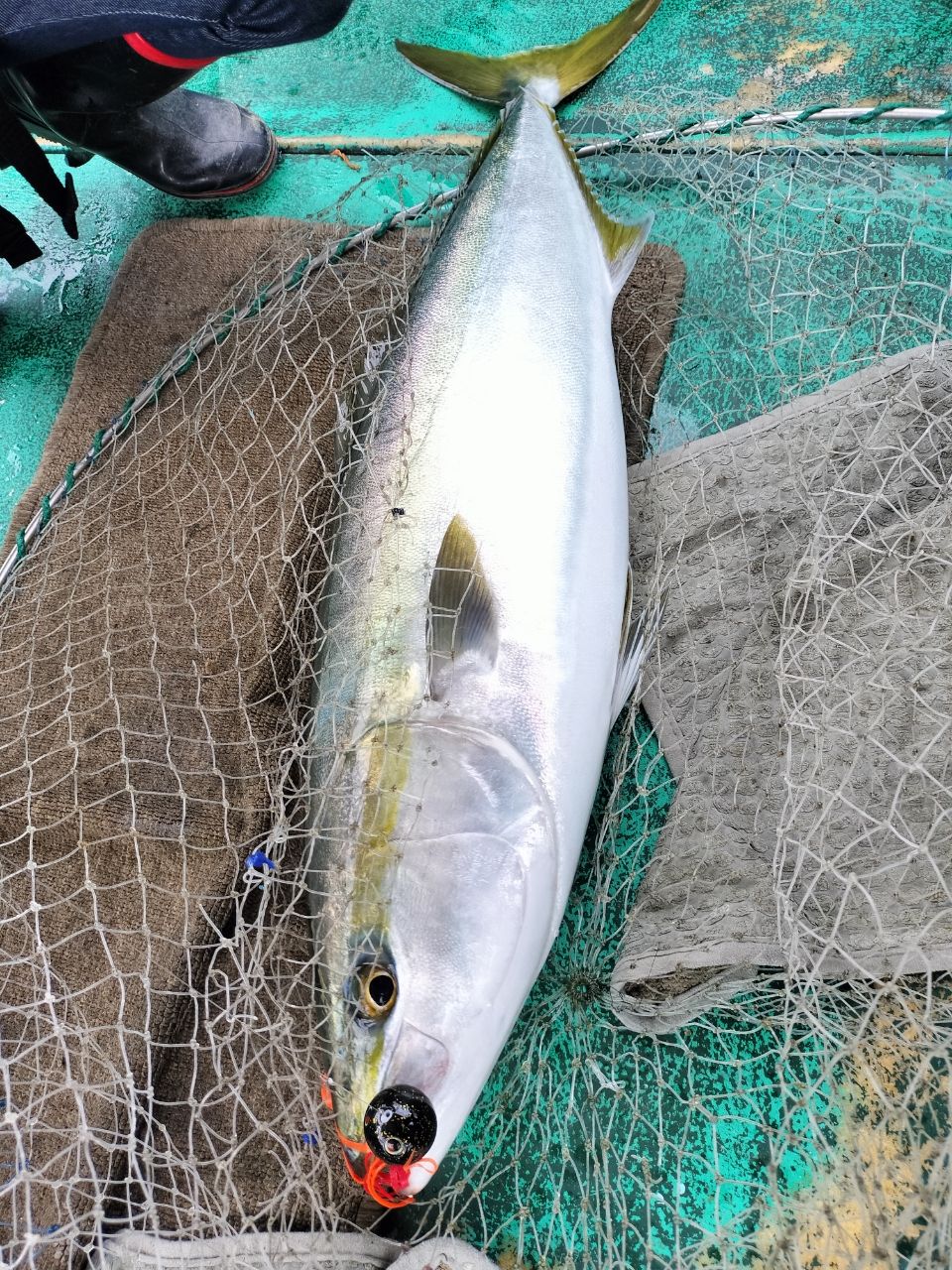 上丸さんの釣果 2枚目の画像