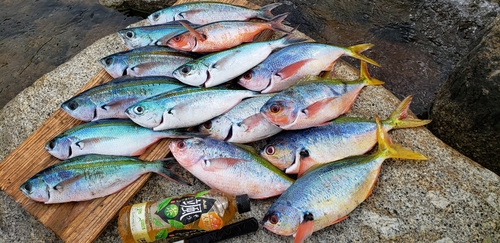 ウメイロモドキの釣果