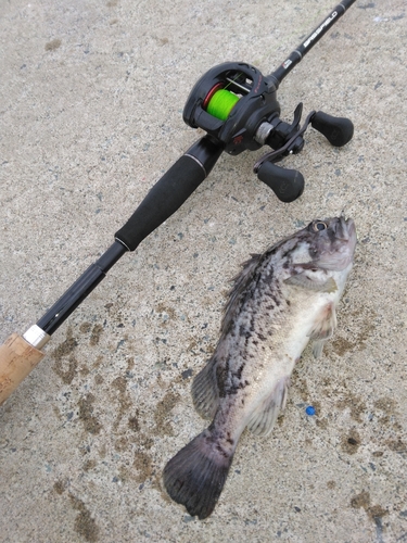 クロソイの釣果