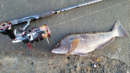 アイナメの釣果