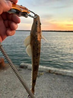 マゴチの釣果