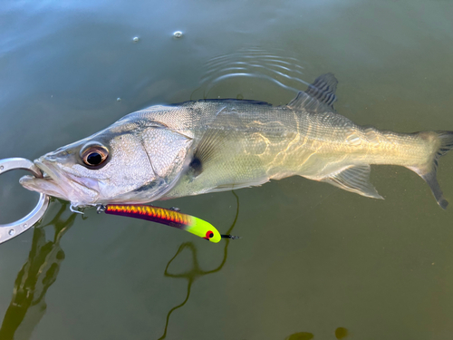 シーバスの釣果