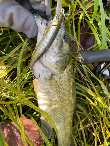 ラージマウスバスの釣果