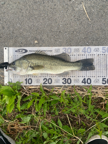 ブラックバスの釣果