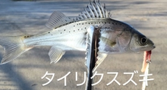 シーバスの釣果