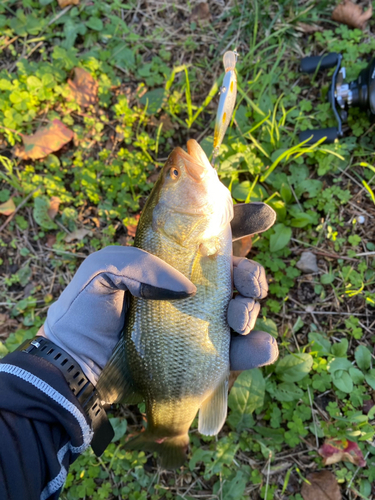 ラージマウスバスの釣果