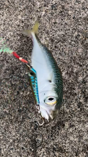 サバの釣果