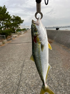 ハマチの釣果