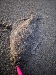 ヒラメの釣果