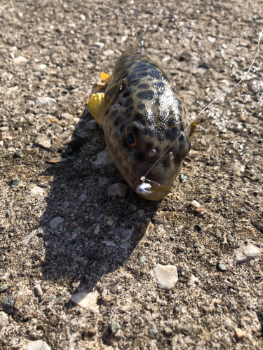 フグの釣果